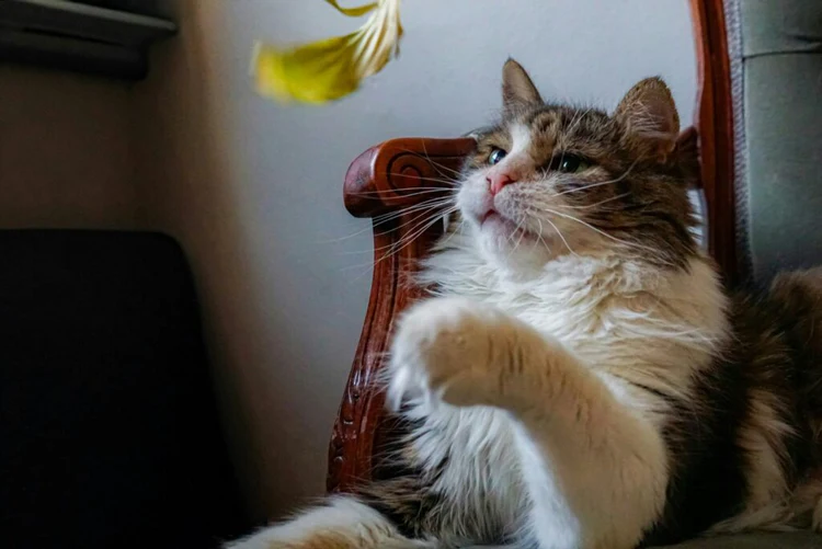 Sélections variées pour chaque style de vie